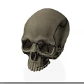 Realistic Human Skull 3D Rendering with Anatomical Features Related to Hair Growth