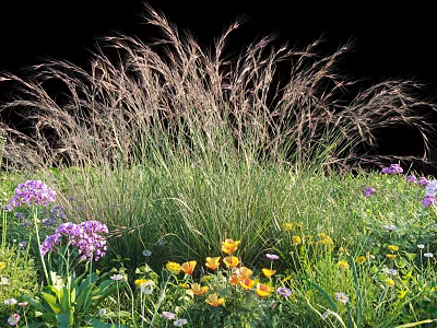 Vibrant Mixed Flowers And Ornamental Grass In Garden Meadow With Purple Yellow Blooms 3d model