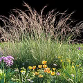 Vibrant Mixed Flowers And Ornamental Grass In Garden Meadow With Purple Yellow Blooms