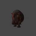 Realistic Hippopotamus Figure Standing Still With Long Shadow On Gray Background