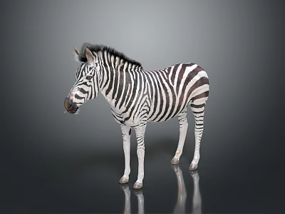 Standing Zebra With Black And White Stripes On Gray Background With Ground Reflection 3d model