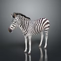 Standing Zebra With Black And White Stripes On Gray Background With Ground Reflection 3d model
