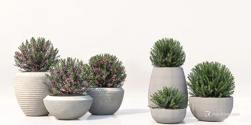 Bonsai Potted Plants Multiple Shapes Sizes Green Foliage Purple Flowers Light Gray Striped Textured Pots 3d model 