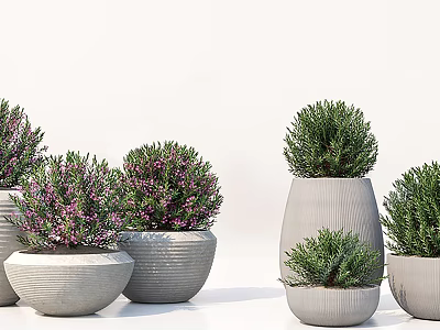 Bonsai Potted Plants Multiple Shapes Sizes Green Foliage Purple Flowers Light Gray Striped Textured Pots 3d model