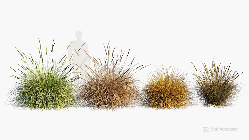 Beautiful Ornamental Grass Varieties in Various Colors Arranged in a Row for Garden Decoration 3d model 