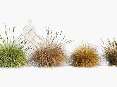 Beautiful Ornamental Grass Varieties in Various Colors Arranged in a Row for Garden Decoration 3d model