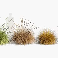 Beautiful Ornamental Grass Varieties in Various Colors Arranged in a Row for Garden Decoration