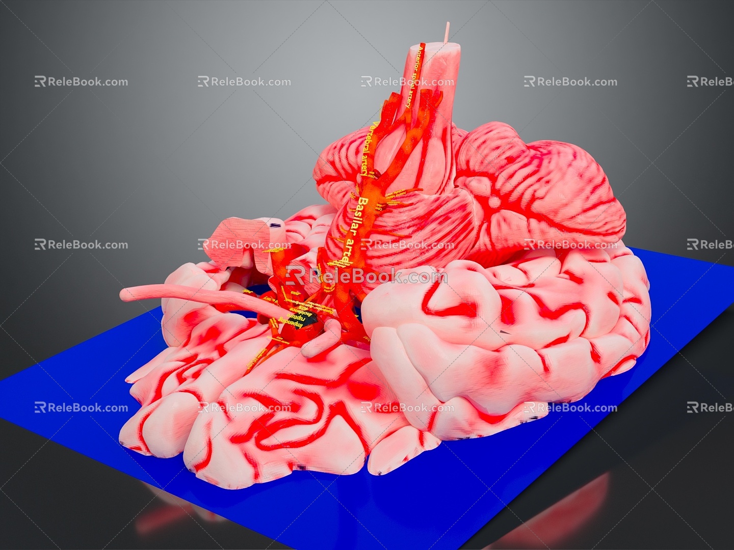 Human Brain Human Brain Brain Structure Head Planer Face Human Head Planer Face Human Brain Planer Face Structure 3d model