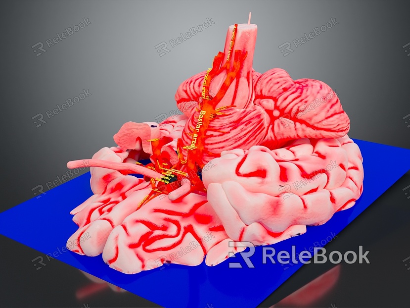 Human Brain Human Brain Brain Structure Head Planer Face Human Head Planer Face Human Brain Planer Face Structure model