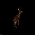 Brown and White Deer with Antlers White Spots and Natural Coat