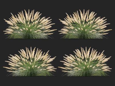 Ornamental Grasses With White Plumes And Green Foliage For Garden Decoration 3d model