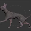 Sphynx Cat With Hairless Pink Skin Red Eyes Standing On Shiny Dark Floor