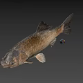 Gray Fish With Scales And Fins On Plain Gray Background