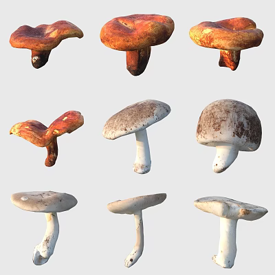 Assorted Fresh Edible Mushrooms With Various Shapes And Natural Color Tones 3d model