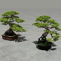 Bonsai Plant Combination With Green Foliage In Brown Square And Black Round Pots