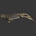 Lizard Anime Lizard Chameleon Cartoon Lizard Reptile Cold Blooded Animal Reptile Class 3d model