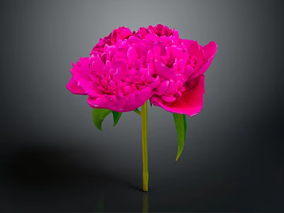 Vibrant Pink Peony Flower With Green Leaves And Stem On Dark Background 3d model