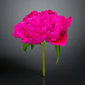 Vibrant Pink Peony Flower With Green Leaves And Stem On Dark Background