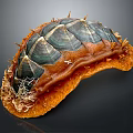 Spiny Marine Animal With Orange And Blue Striped Shell And Spiked Surface
