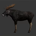 Moose With Large Antlers Standing On Grey Background Displaying Dark Body