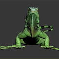 Green Iguana With Vibrant Color Orange Frills And Striped Tail On Dark Background