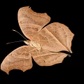 Vibrant Orange Butterfly With Large Eyespot Patterns On Wings Against Black Background