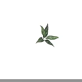 Fresh Variegated Plant With Green Leaves And White Patterns On White Background