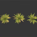 Three Plants With Green Leaves And Yellow Roots On White Background With Reflections