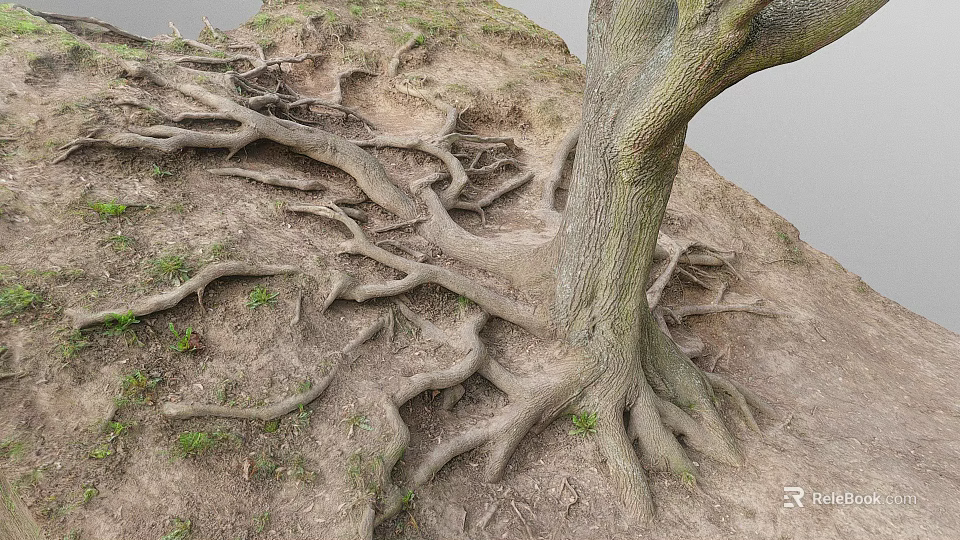 Sprawling Tree Roots And Sturdy Wooden Trunk In Earthy Soil With Green Grass 3d model 