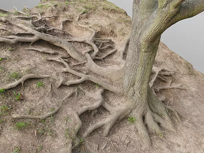 Sprawling Tree Roots And Sturdy Wooden Trunk In Earthy Soil With Green Grass 3d model