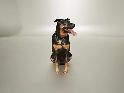 Doberman Pinscher Sitting With Tongue Out Wearing Collar On Gray Background 3d model