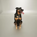 Doberman Pinscher Sitting With Tongue Out Wearing Collar On Gray Background