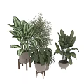 Assorted Green Leafy Plants in Decorative Vases for Indoor Decoration