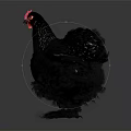Black Chicken Spreads Wings With Red Comb And Fluffy Feathers In Gray Gradient Background