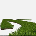 Duranta Shrubs Well Trimmed As Landscape Hedge For Garden Greenery Design