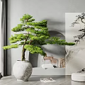 Elegant Indoor Bonsai Tree in White Ceramic Pot with Decorative Painting and Window Light
