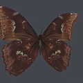 Vibrant Blue Butterfly With Striking Wing Texture And Color