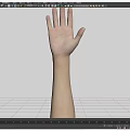 Human Arm and Hand Organ Structure with Natural Skin and Hair Details