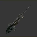 Silver Green Sturgeon Aquatic Animal With Elongated Body And Shiny Scales
