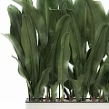 Lush Green Large Leaf Potted Plant With Vibrant Foliage For Indoor Decor