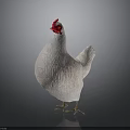 White Chicken with Red Comb Standing Gracefully on Gray Background