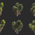 Trees With Lush Green Foliage And Trunks Displayed In Multiple Natural Shots
