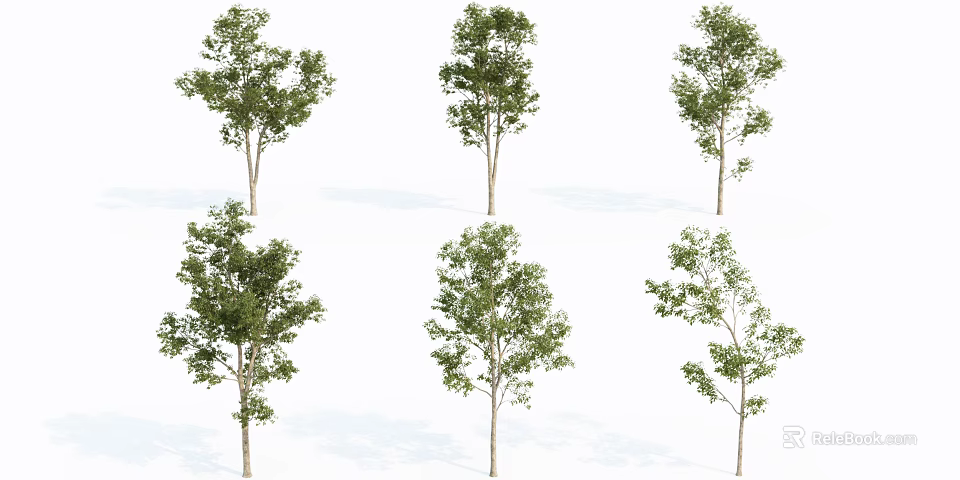 Multiple Tall Trees With Green Leaves And Various Natural Growth Shapes 3d model 
