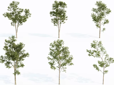 Multiple Tall Trees With Green Leaves And Various Natural Growth Shapes 3d model