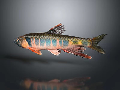 Colorful Tropical Fish With Blue Pink Orange Stripes And Vibrant Fins 3d model