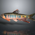 Colorful Tropical Fish With Blue Pink Orange Stripes And Vibrant Fins