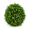 Round Shrub Landscape Shrub Outdoor Plant 3d model