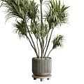Lush Green Potted Plants With Feathery Leaves In Stylish Gray Containers For Home Decoration