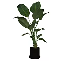 Potted Indoor Plants With Large Green Leaves For Home Decor In Ceramic Pots