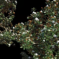 Tall Lush Arbor Trees With Dense Green Leaves And White Blossoms